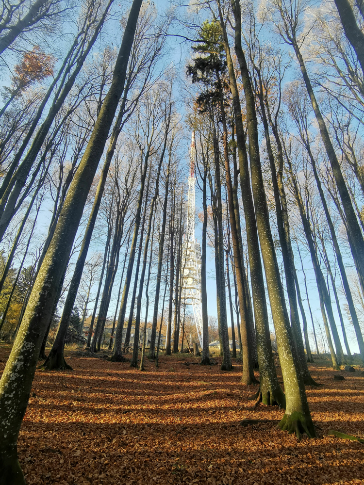 ŠUMA PAMTI SVE: STABLA SU VISOKA, NEBO JE DALEKO, LJUDI SU BLIZU...