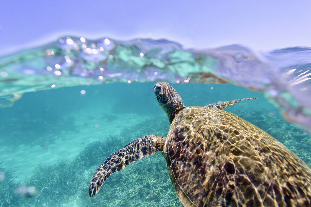 Ningaloo Reef