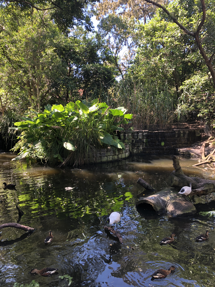 TANGAROO ZOO