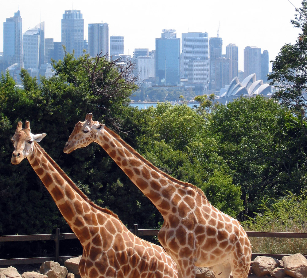 TANGAROO ZOO