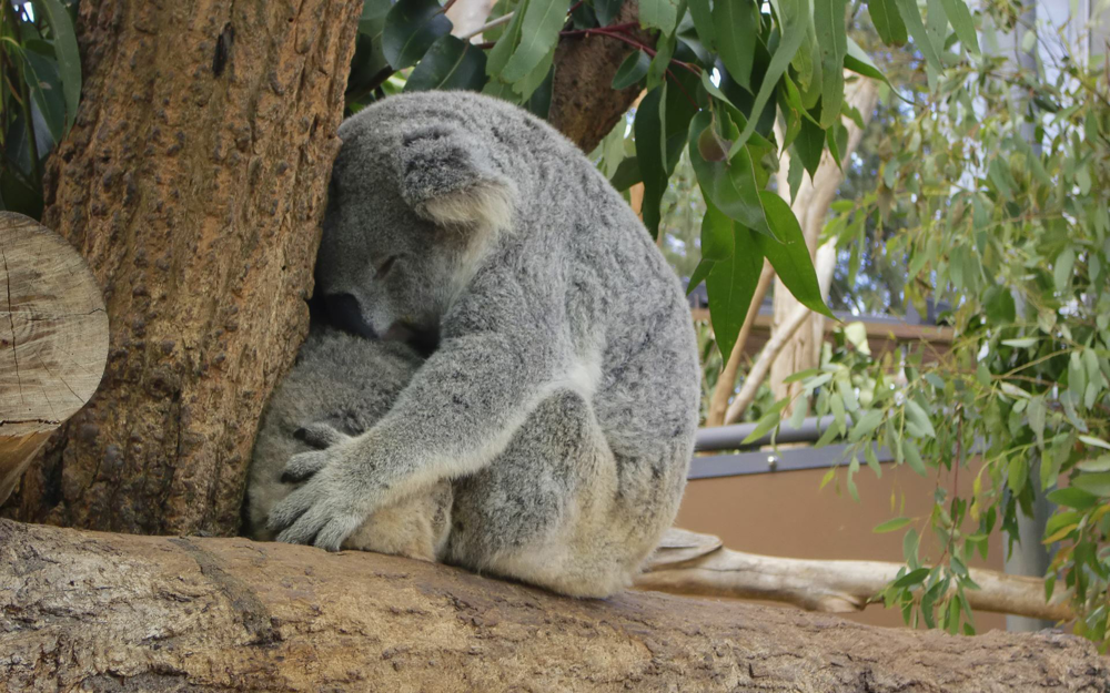 TANGAROO ZOO