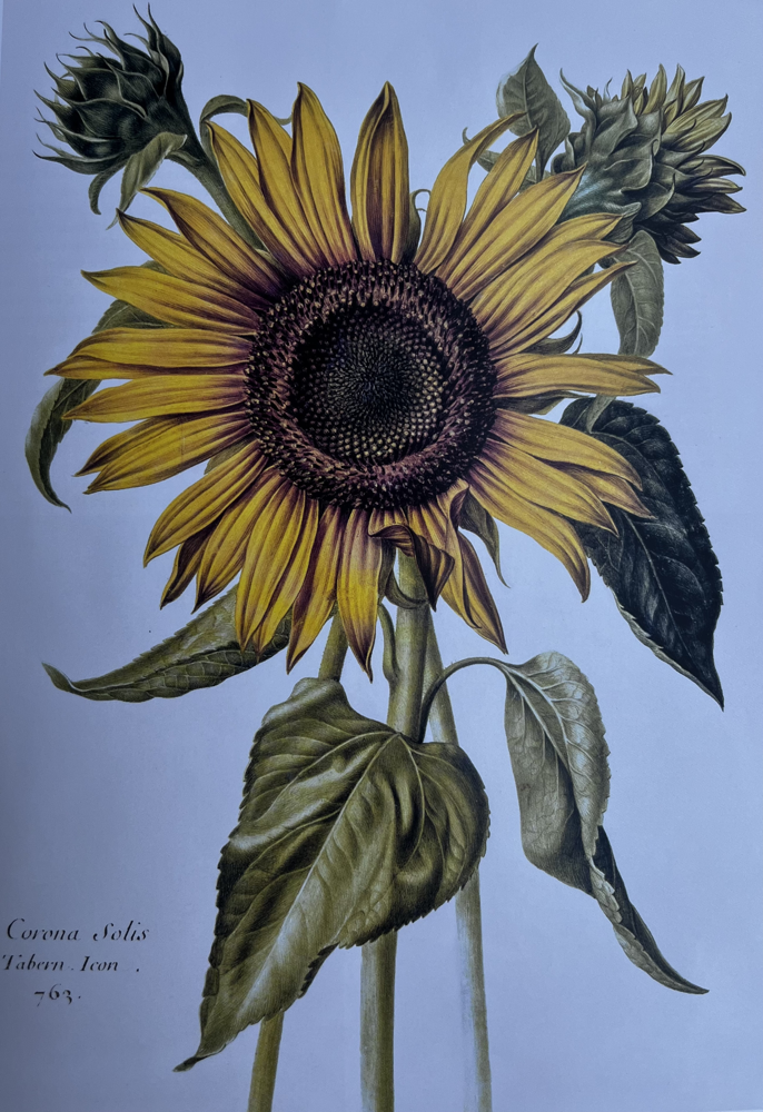 NICOLAS ROBERT,   CORONA SOLIS,   TABERN, IKONA,     stoljeće,   akvarel na pergameni,   46 × 33 cm (približno),   Pariz, knjižnica Prirodoslovnog muzeja.
